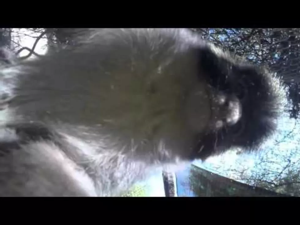 Cute Monkey Steals a GoPro and Takes Selfies [Video]