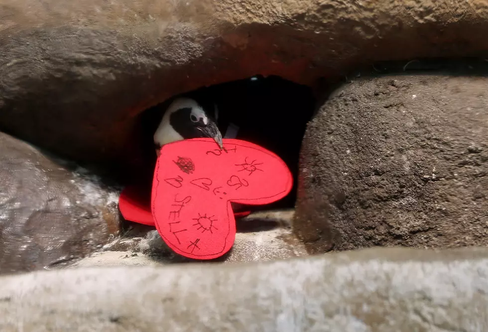 Lonely Penguin From Michigan Has to Move to Pennsylvania to Make Friends