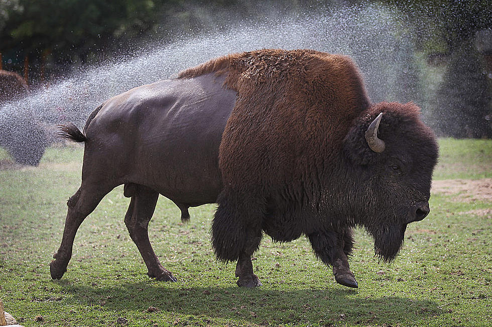 1,000 Pound, Potty-Trained Bison for Sale in Texas [Video]