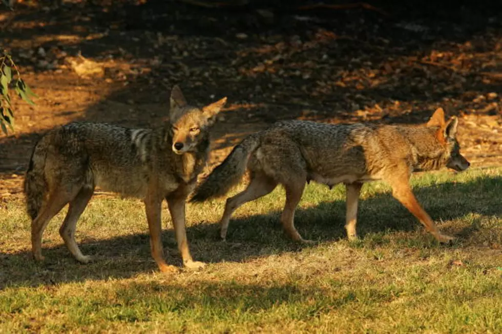 Surveillance Video Catches A Coyote Following A Man Into His Office