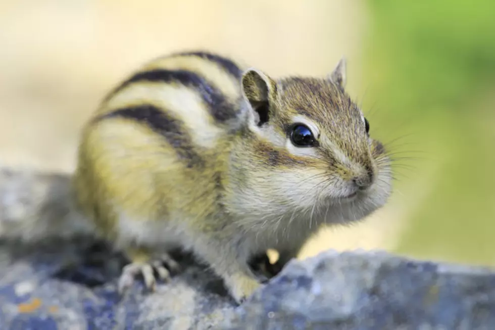 Free Beer Rescues Chipmunks From His Window Well [Video]