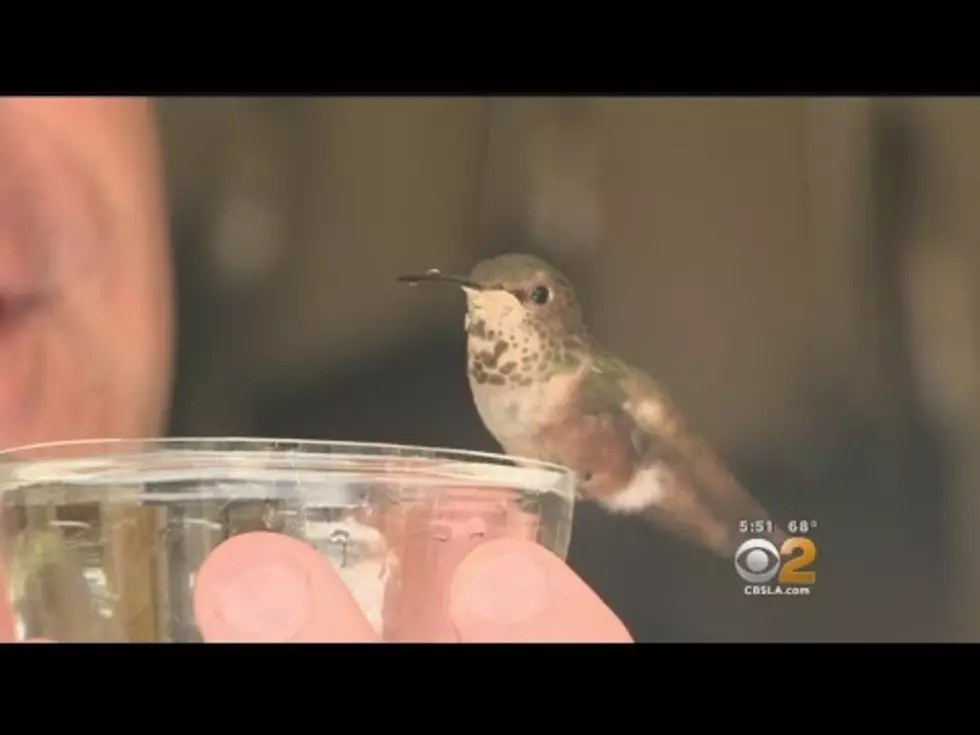 A Man and His Dog Save a Dying Hummingbird [Video]