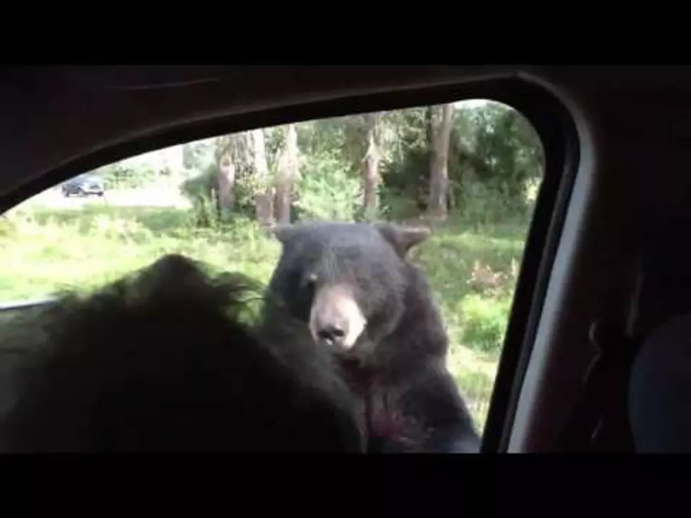 Watch a Black Bear Open a Scared Family’s Car Door
