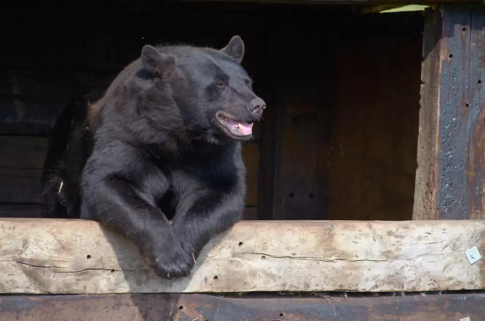 Black Bear Balances On NJ Deck