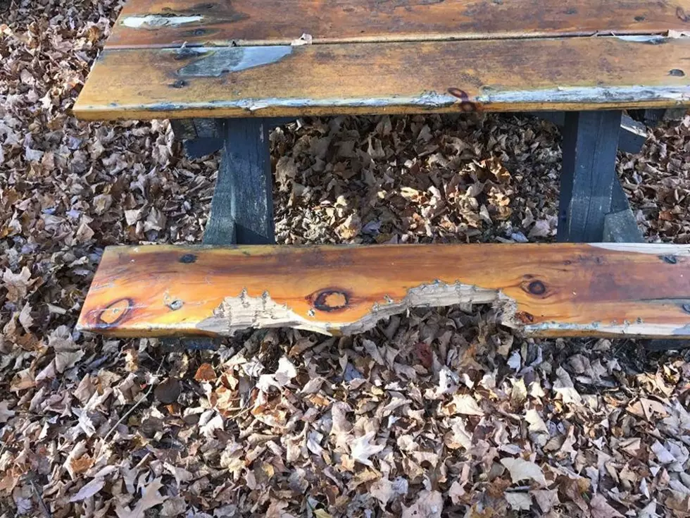 Bear Eats Picnic Table at Michigan’s Porcupine Mountains State Park