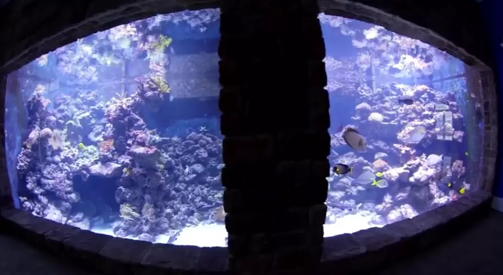 A Man Built the Largest Privately Owned Aquarium in North America in His Home