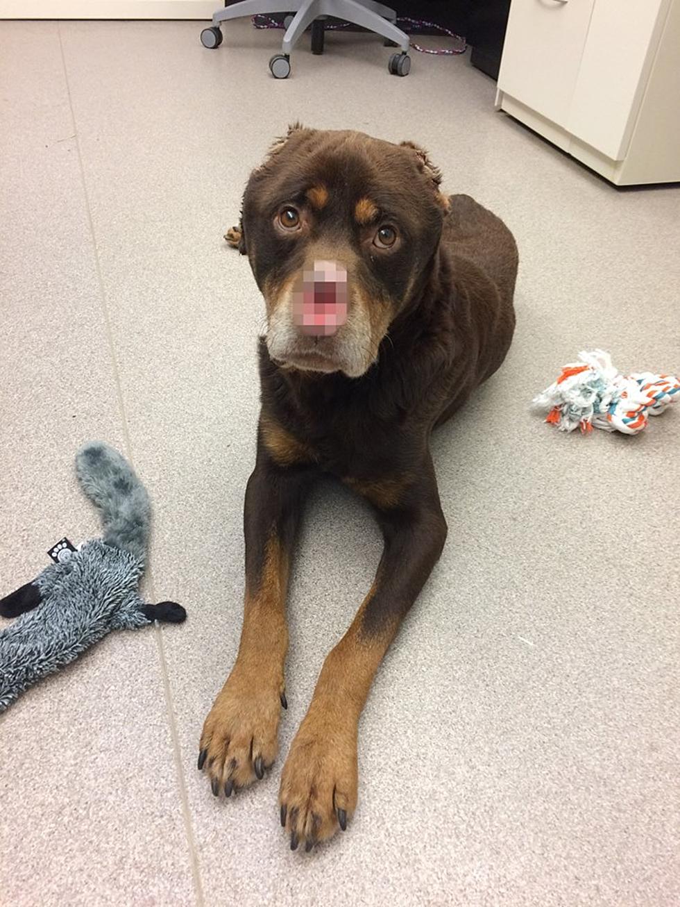 $35K Reward for Mutilated Dog