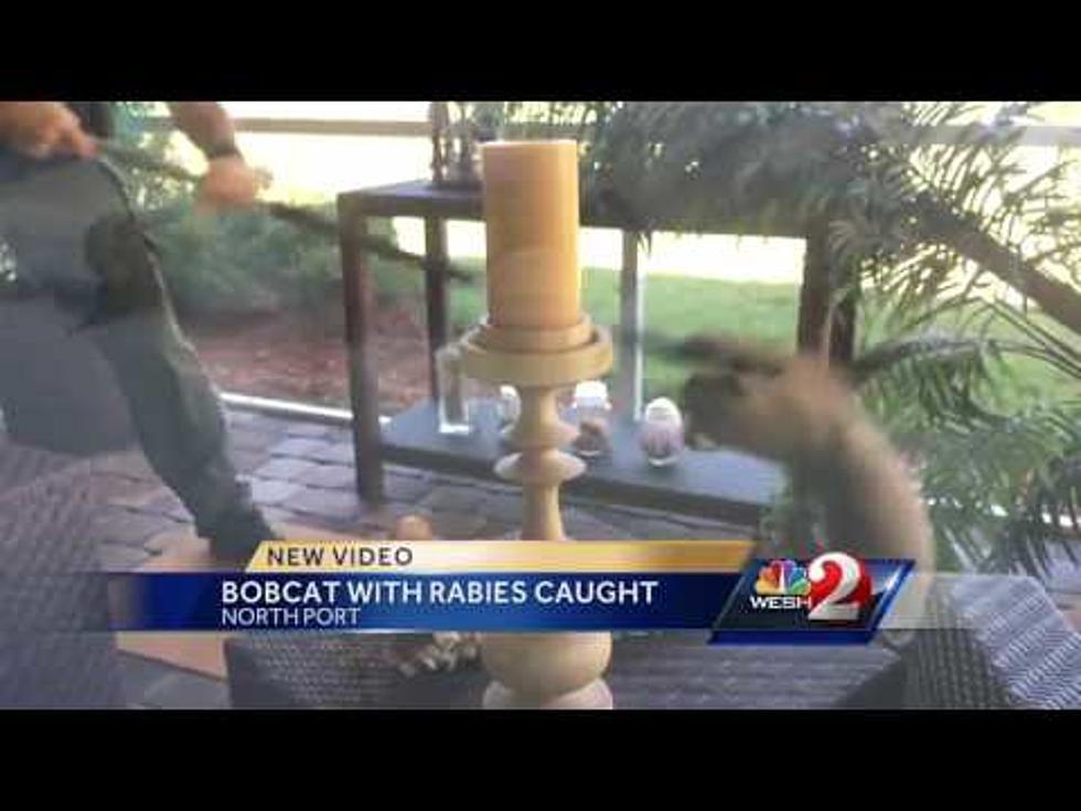 Watch This Rabid Bobcat Attack A Florida Wildlife Officer