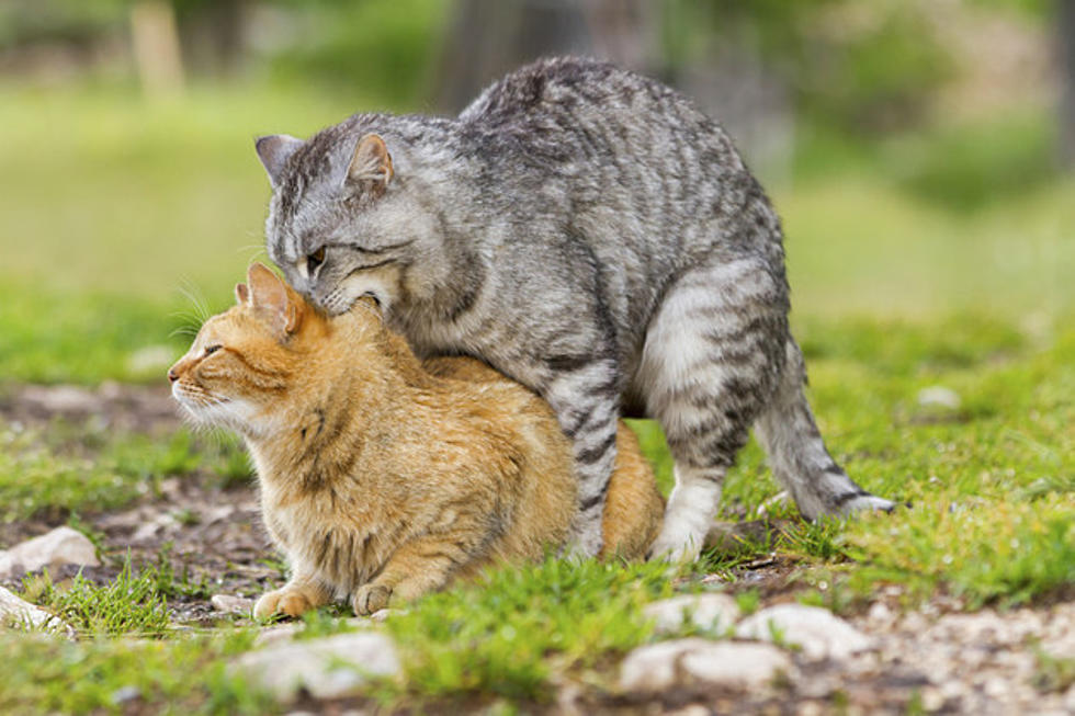 Cat Keeps A Would-Be Burglar From Getting Into An Indianapolis Home