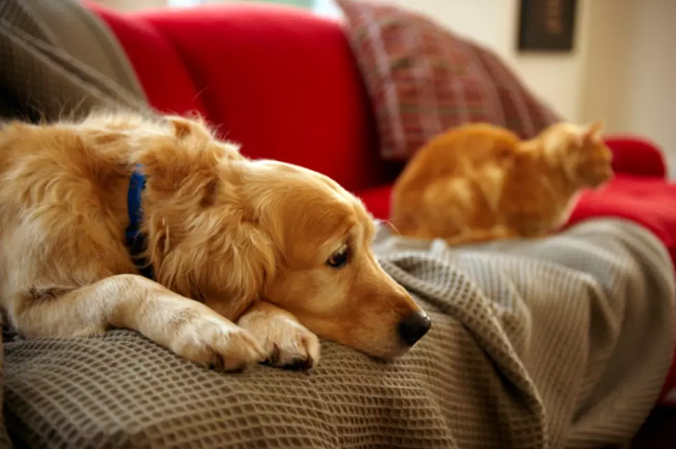 The City of Grand Rapids Might Limit the Number of Pets You Can Have in Your House