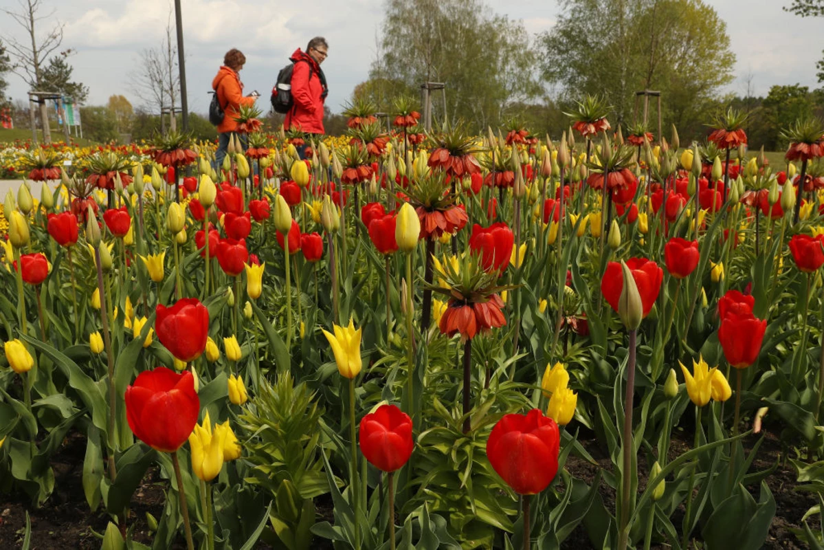 What You Need to Know About Holland's Tulip Time Parades