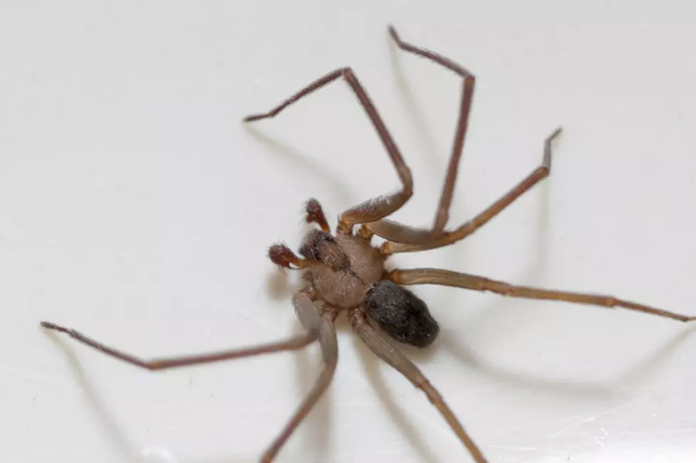Brown Recluse Spiders Have Made Their Way To Michigan, And They May Not Leave