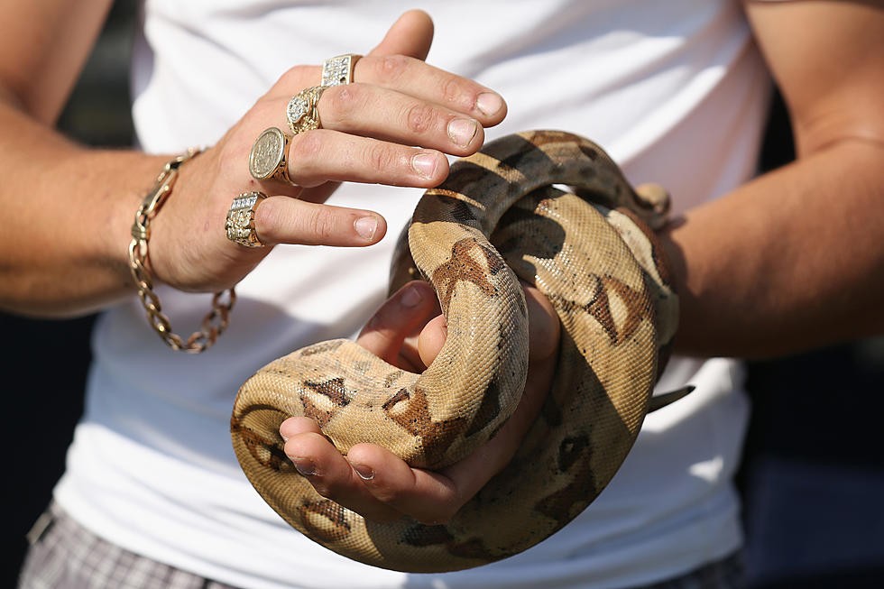 Woman’s Pet Boa Constrictor Latches On To Her Head, Forcing Her To Call 911
