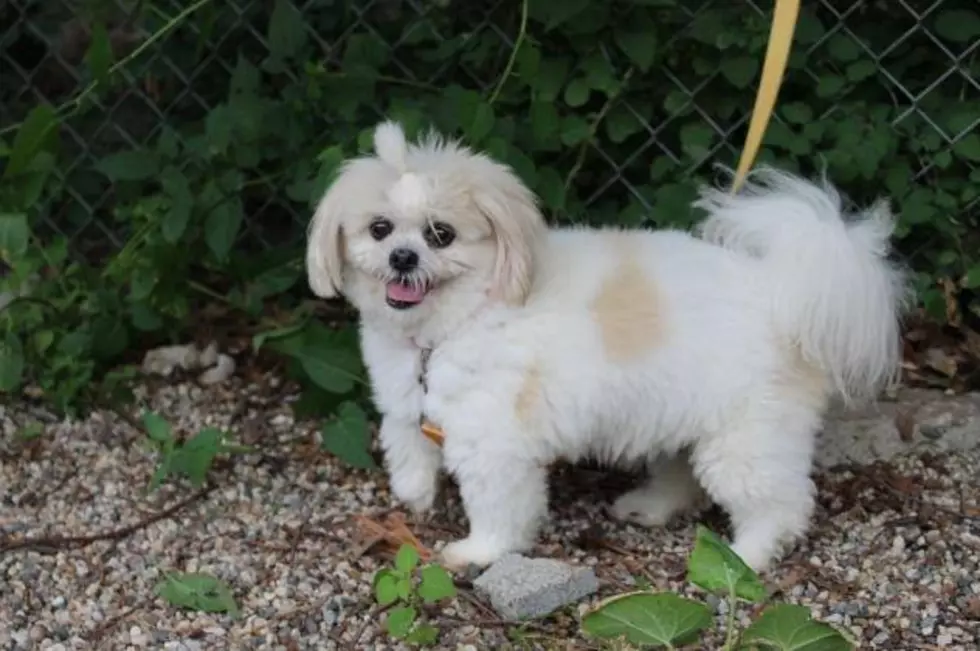 The Internet is Freaking Out Over This Senior Dog Up For Adoption in West Michigan