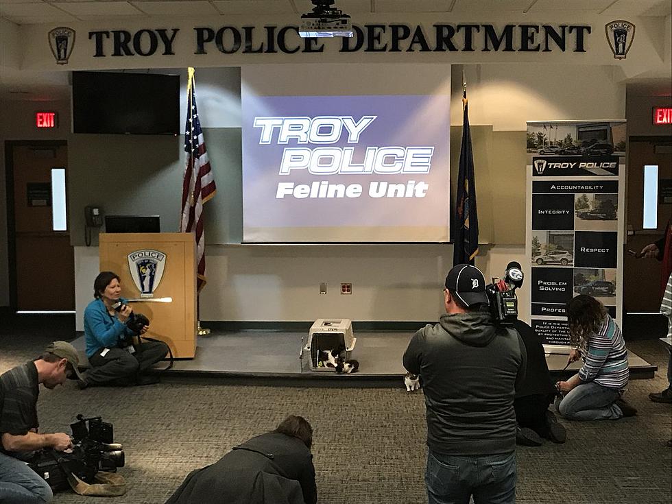 Troy PD Hold Press Conference for Police Cat Search [VIDEO, Photos]