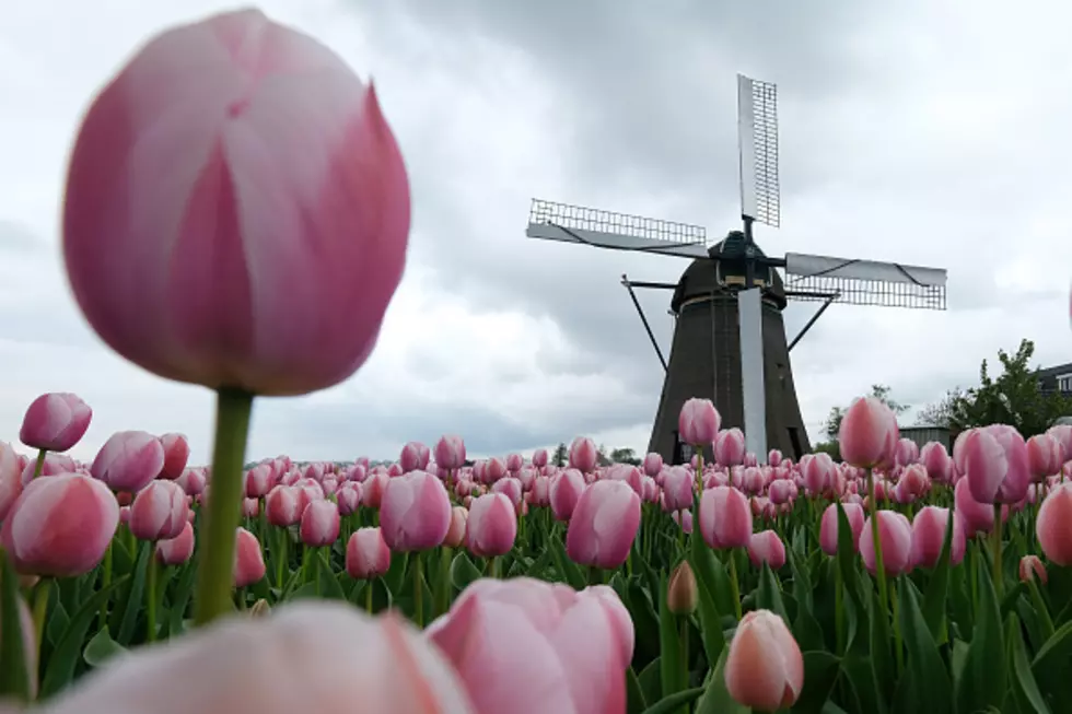 Tulip Time Returns to Holland