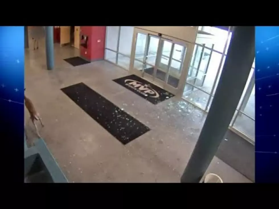 Deer Crashes Into Rockford Gym [VIDEO]