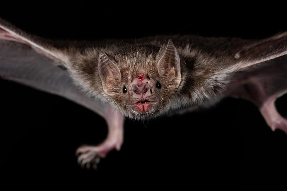 Officials Say Higher Numbers of Michigan Bats Have Rabies