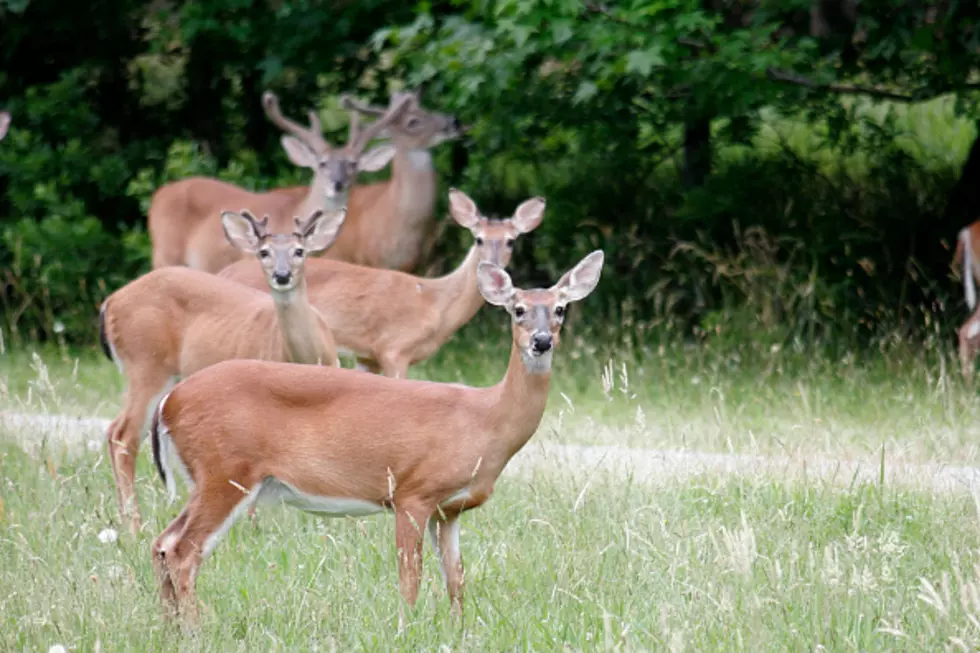 Landowners Can Help In The Fight Against Deer Disease