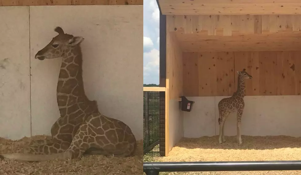 Boulder Ridge Animal Park’s Baby Giraffe’s New Name Is… [VIDEO]