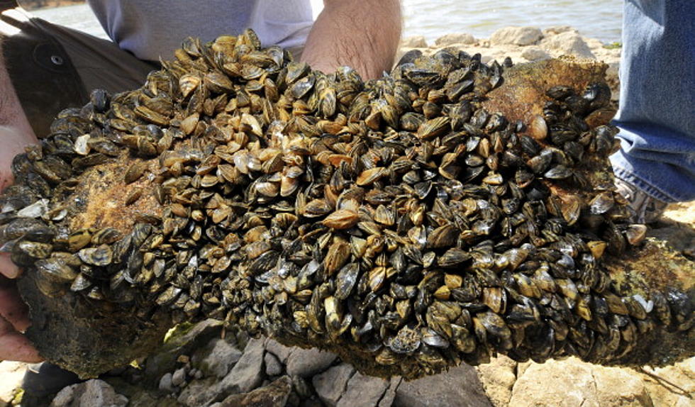 A Plan Has Been Developed to Fight Zebra Mussels in the Great Lakes
