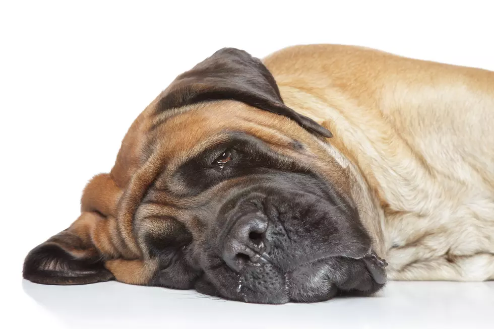 Drunk Dude Breaks into House, Passes Out Next to 150 lb. Dog