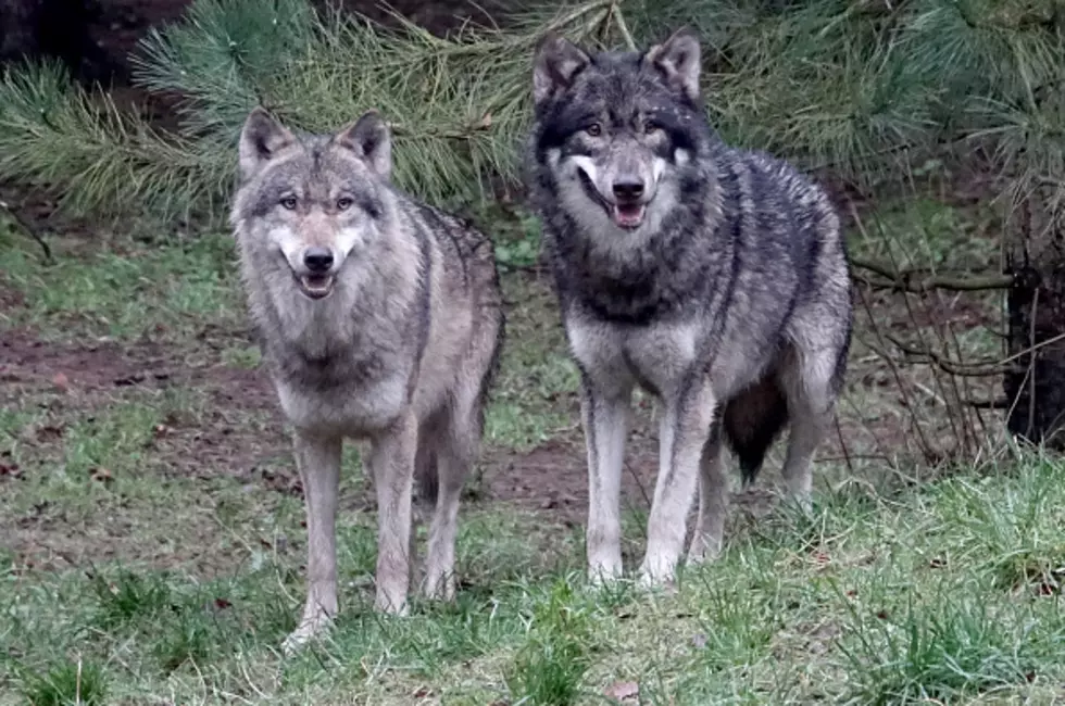 Michigan Man Charged With Killing Wolves, Bald Eagles