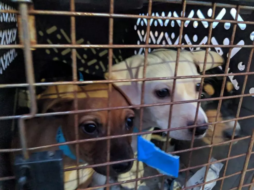 91 Dogs Flown to Michigan For Chance at Life and Love on Valentine’s Day
