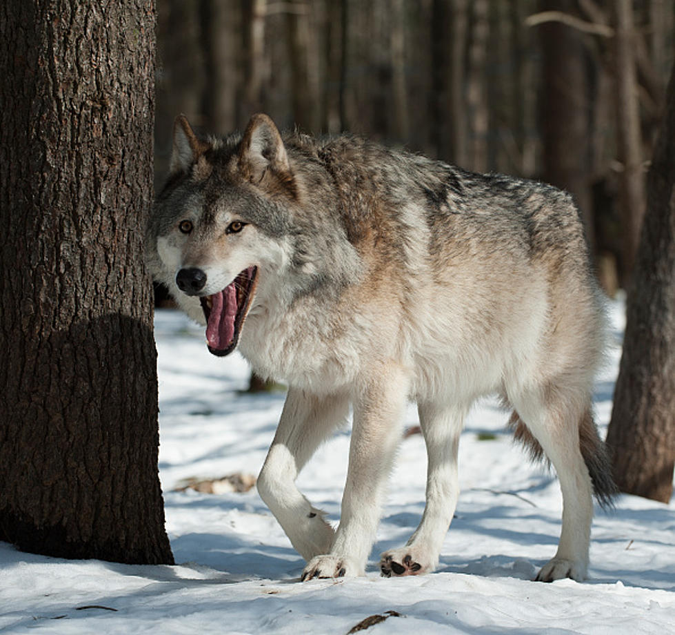 Michigan Isle Royale Getting New Wolf Guests