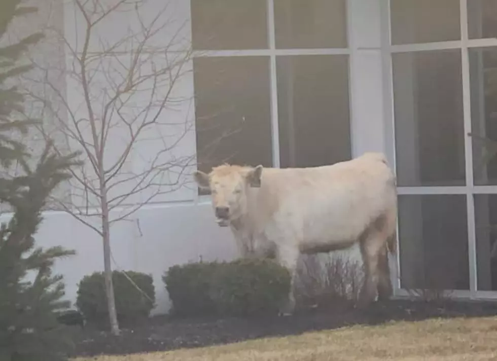 Cow Leads Cops on Chase Through Traffic, Chik-Fil-A [VIDEO]
