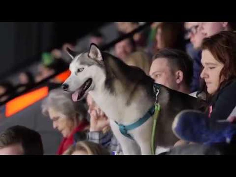 Bring Your Dog to the Griffins Game on Sunday