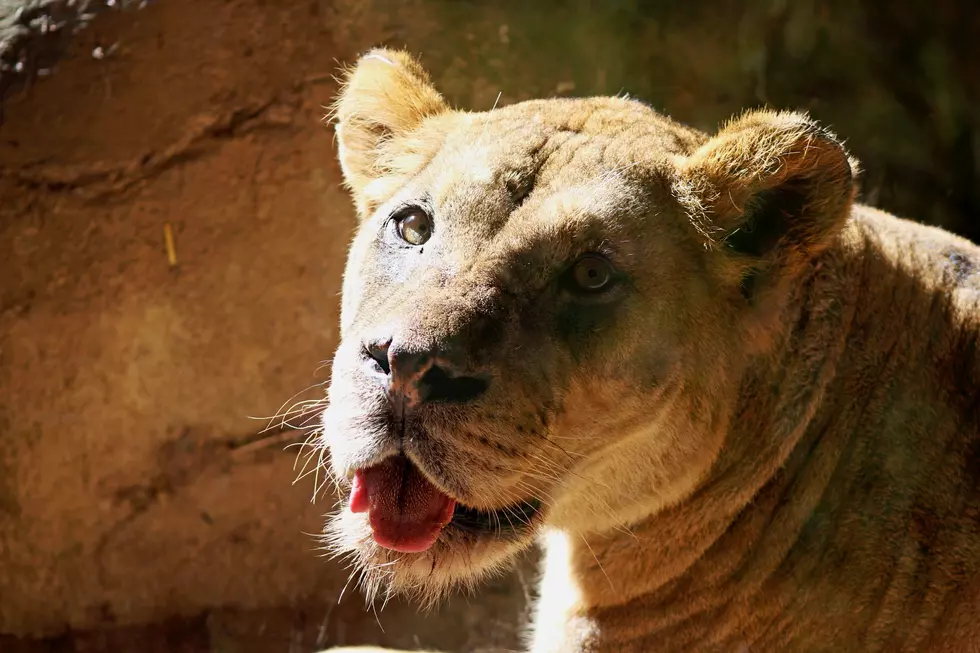 John Ball Zoo’s Beloved Lion, Bakari, Has Died