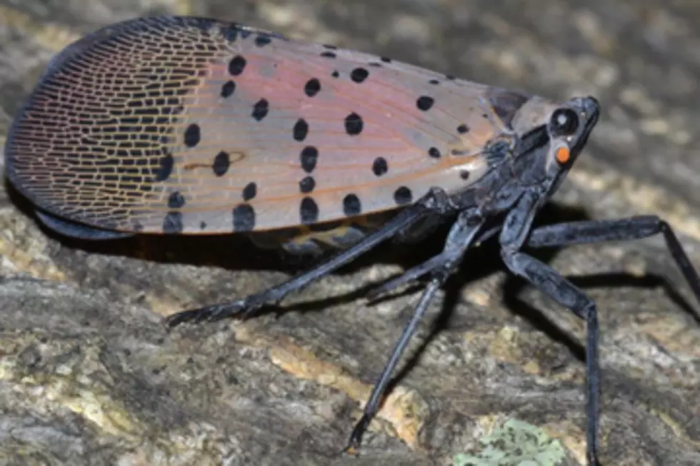 Be On The Lookout for Spotted Lanternflies