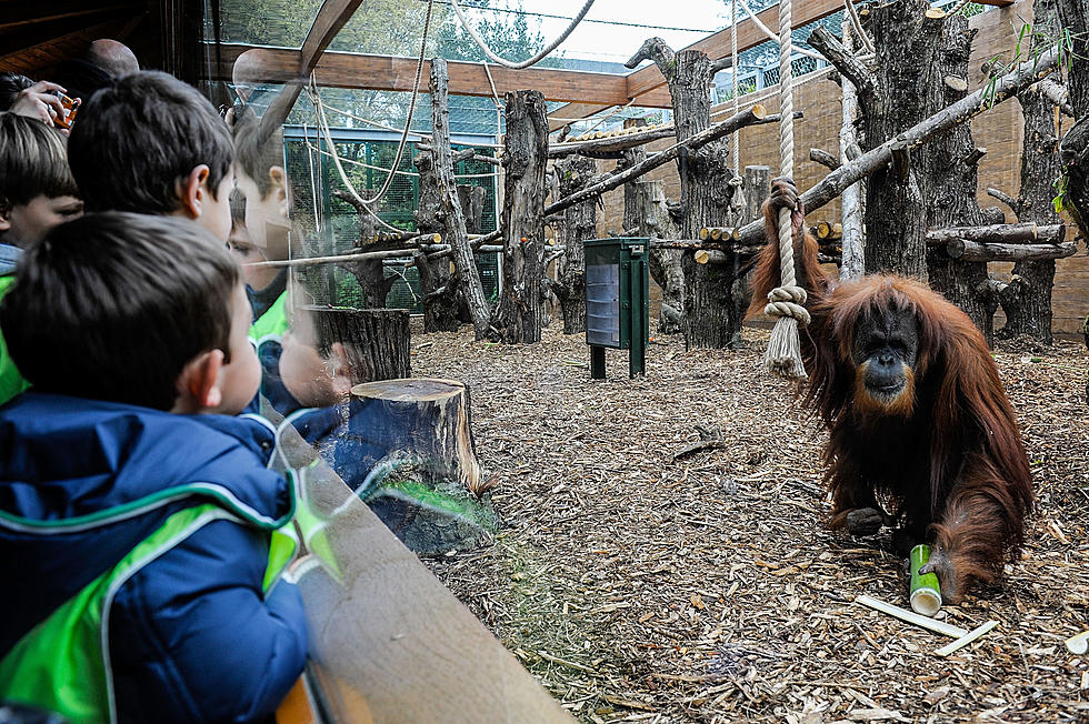 John Ball Zoo Free for Kids on Fridays This Summer