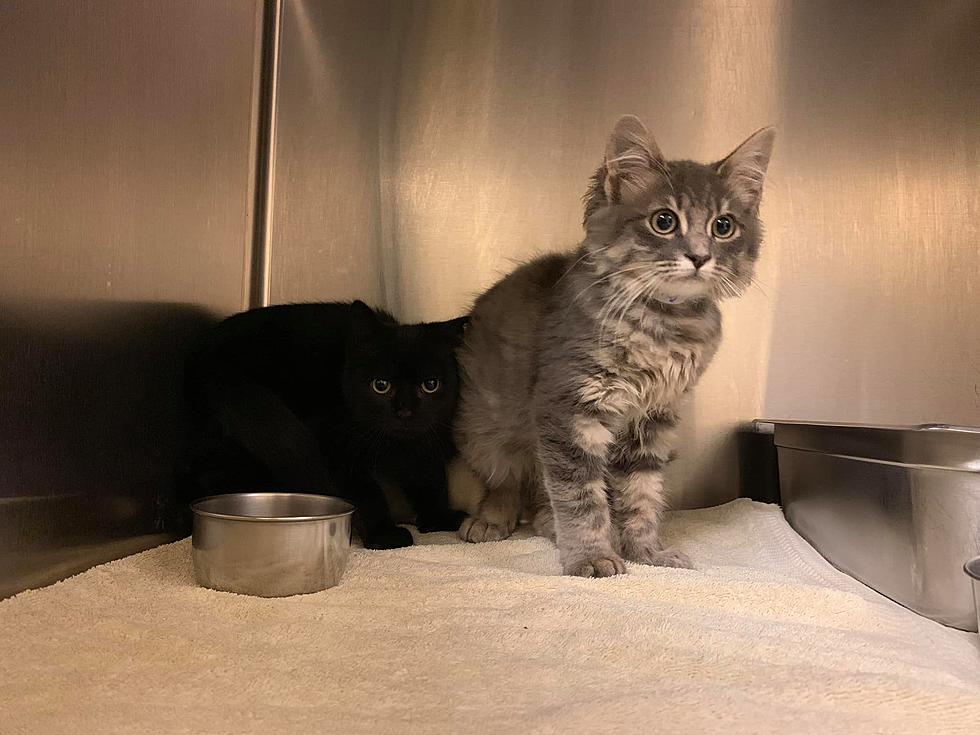 Free Cat and Kitten Adoption at Kent County Animal Shelter