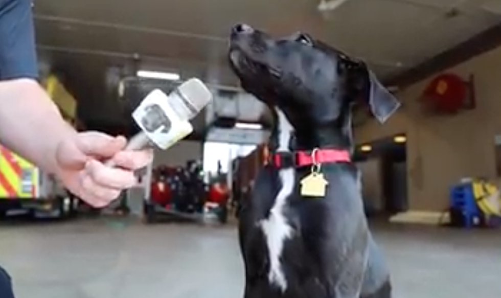 Meet Axel, Grand Rapids Fire Department’s New ‘Fire Dog’