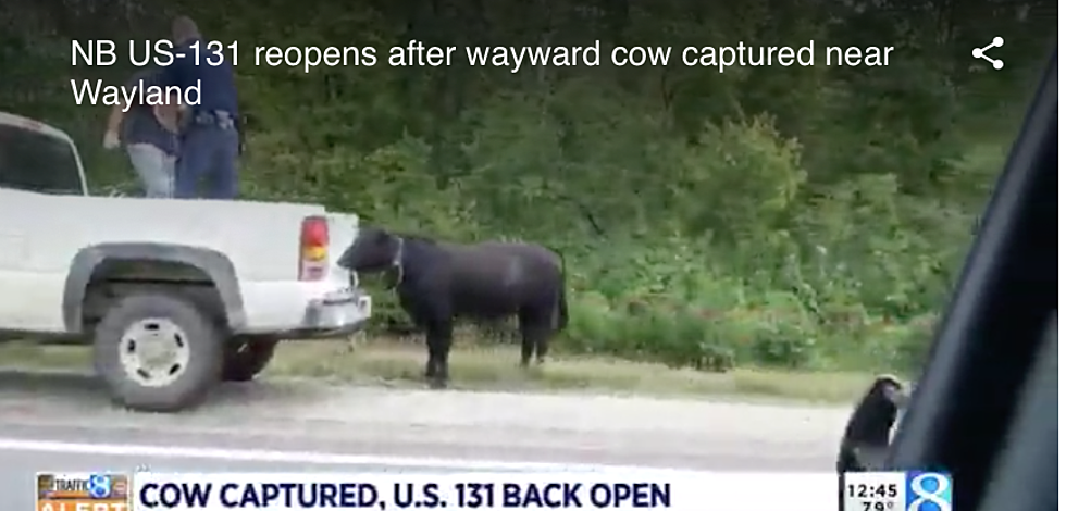 131 Was Shut Down Because of a Loose Cow