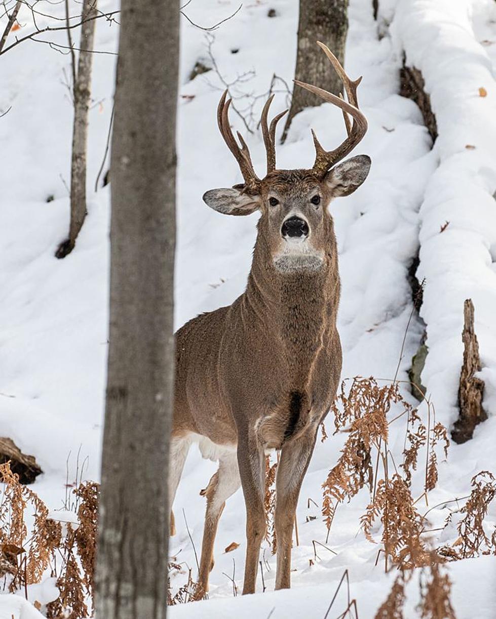 Check Out This U.P. Deer With Three Sets of Antlers