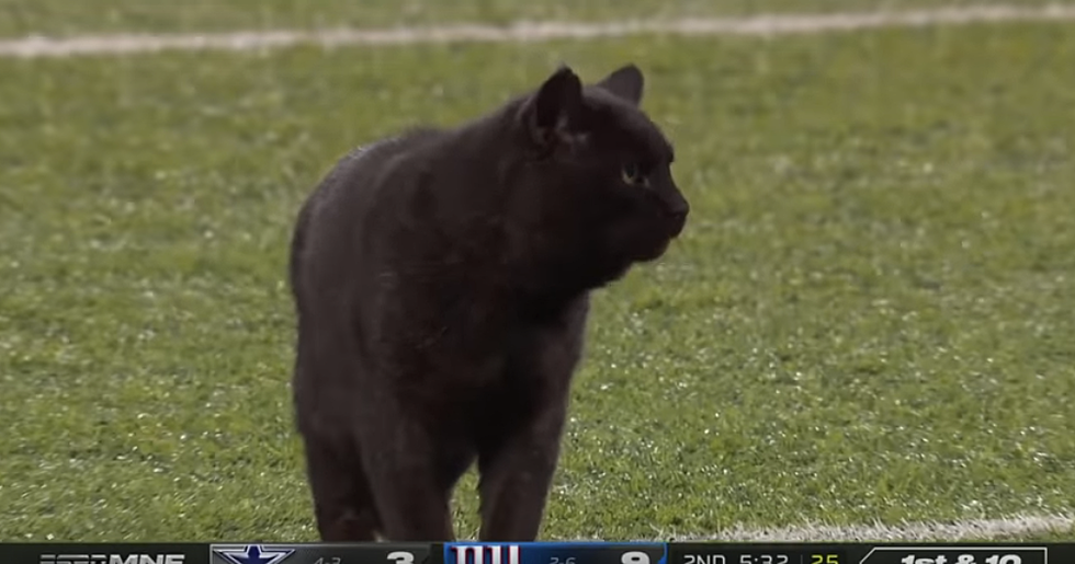 Black Cat Runs onto Field, Interrupts Monday Night Football [VIDEO]