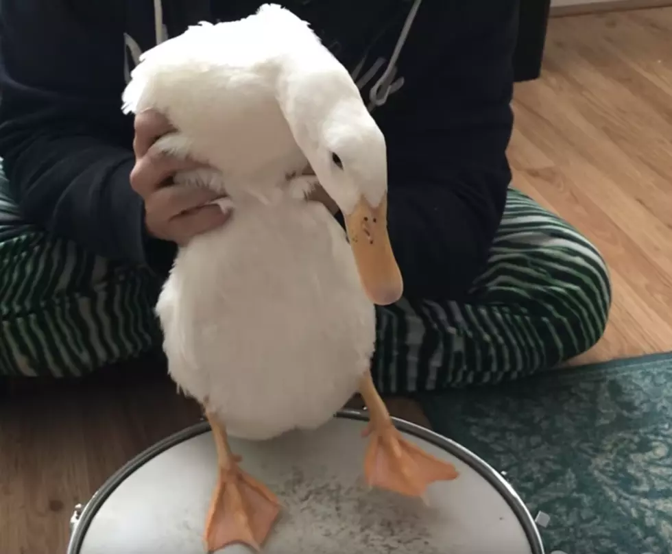 This…This Duck Can Play The Drums!