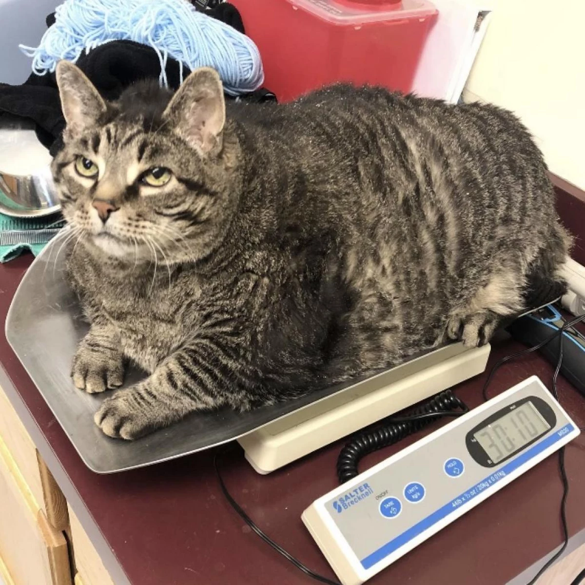 Michigan Chonky Cat Needs Loving Family 'To Help Him Slim Down'