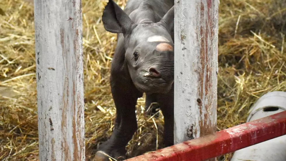 Lansing Zoo Holding Contest to Name Rare Baby Rhino