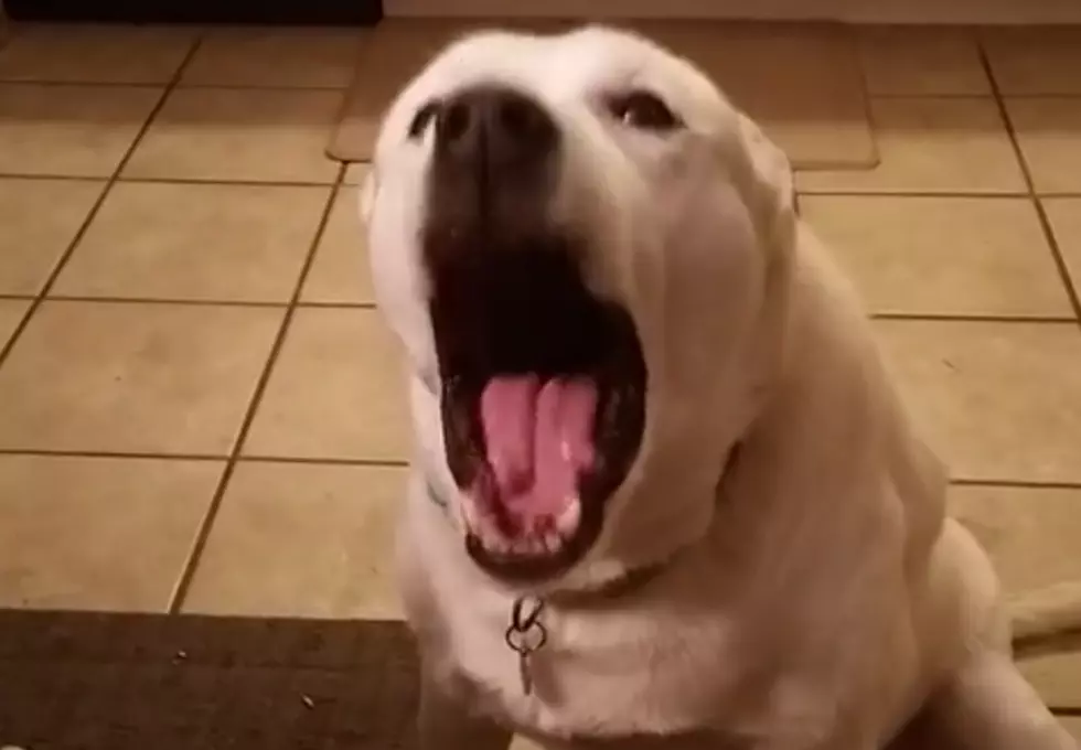 This Dog Doesn’t Care What You Have To Say, Responds With ‘Blah Blah Blah!’
