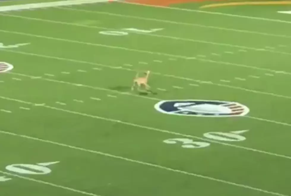 Watch This Dog Catch An 83-Yard Frisbee Throw At An XFL Game!