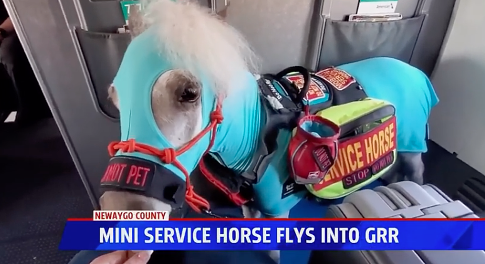 Mini Service Horse Takes First Flight from Grand Rapids Airport