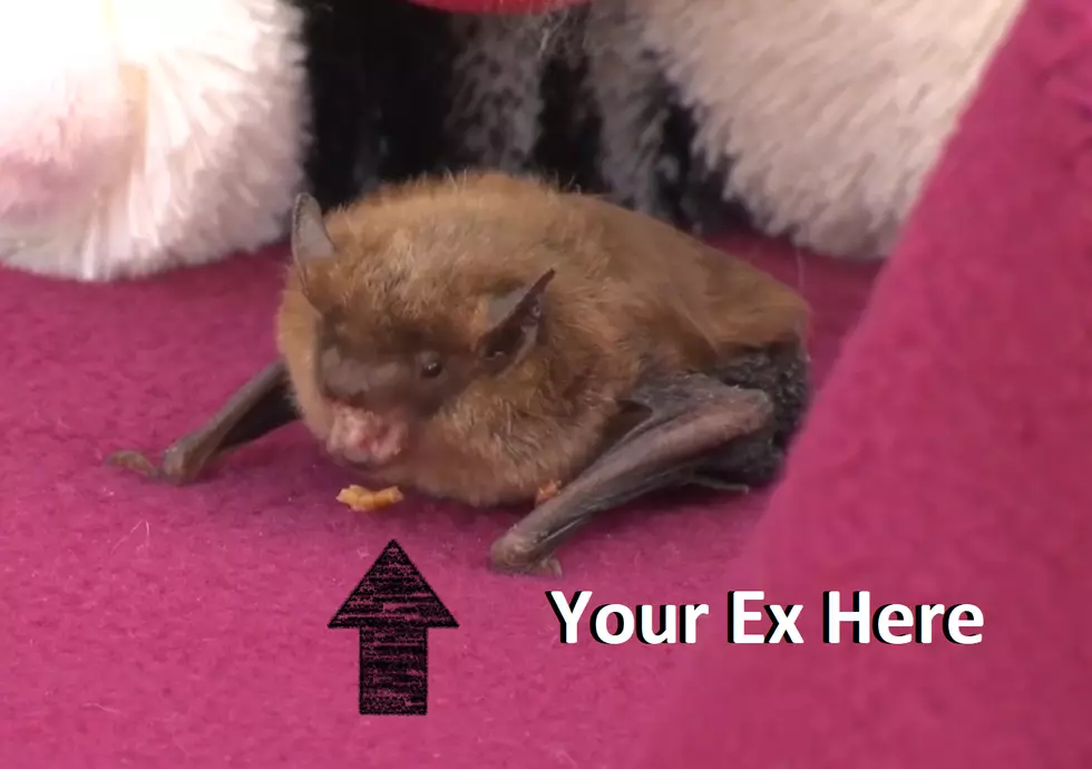 How To Feed Your Ex To A Bat