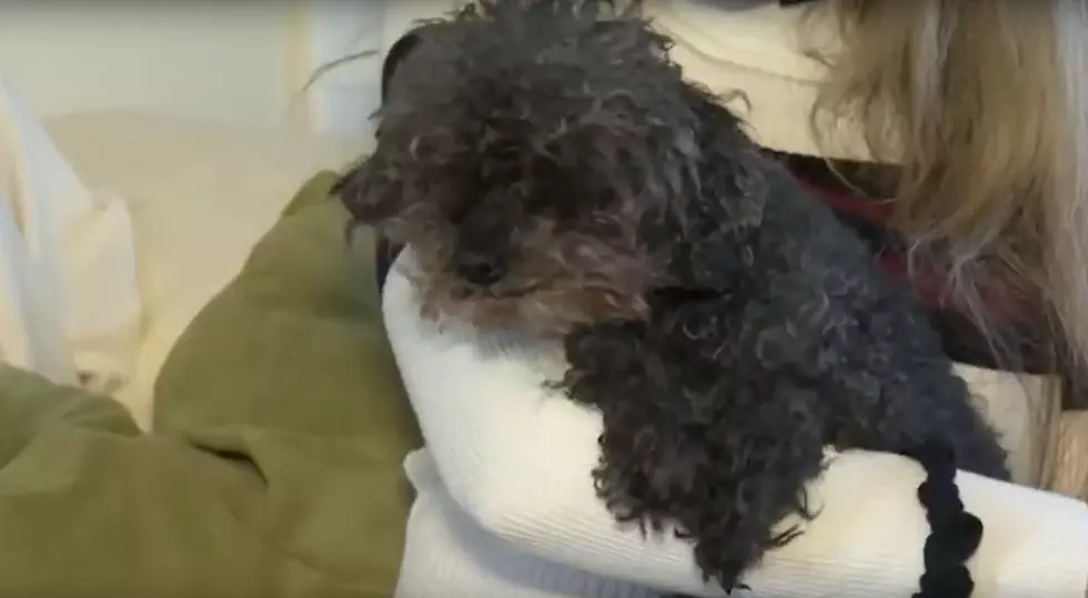 Tiny Pet Poodle Snagged By Hawk Was Found…Alive!