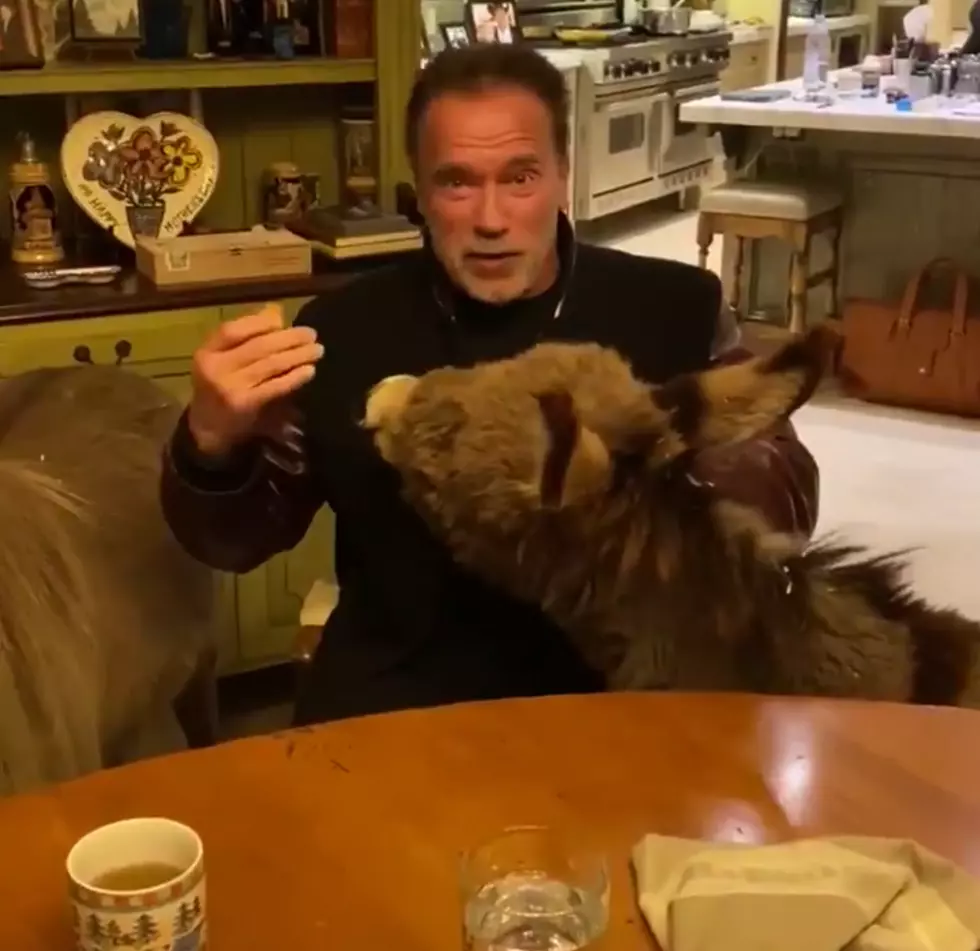 Arnold Schwarzenegger, His Donkey And His Horse Remind You To Stay Home!