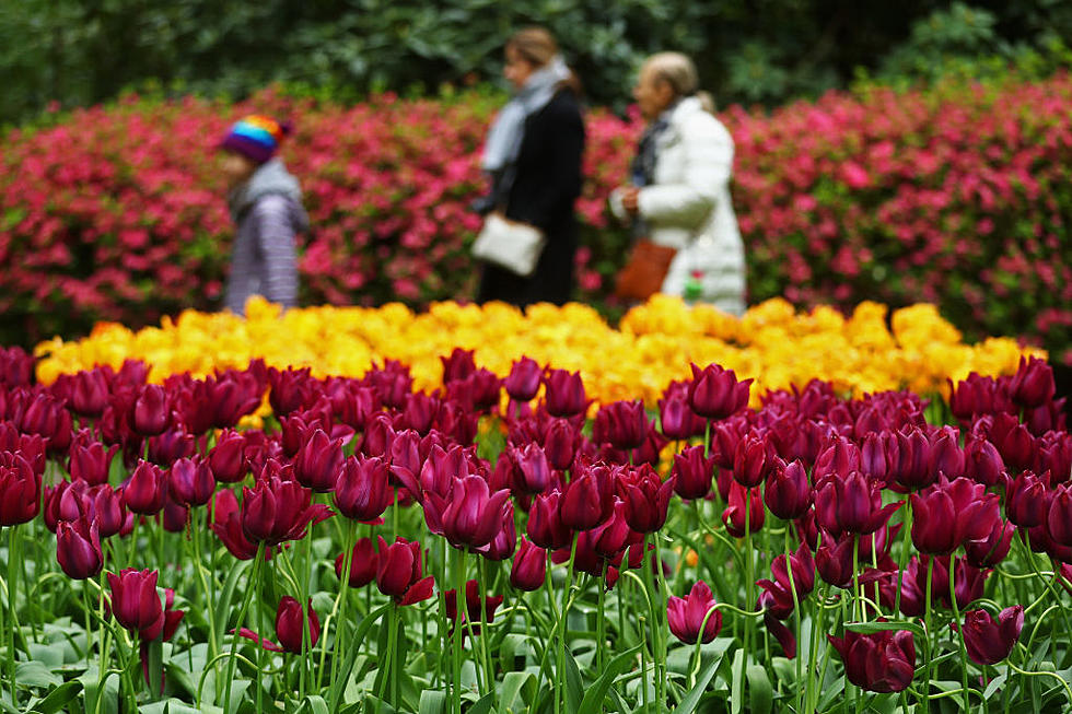 Tulip Time Canceled Amid Coronavirus Concerns