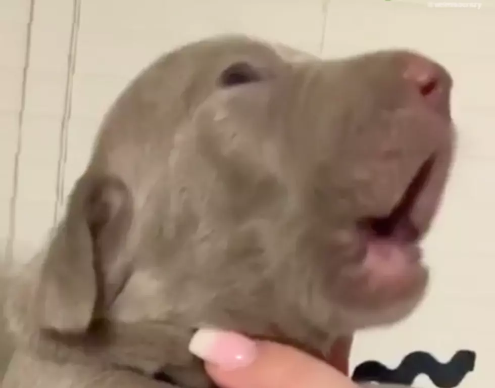 This Puppy Learning How To Howl Is The Kind Of Cuteness You Need In Your Day